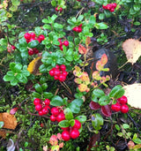 NordicNordic Lingonberry Powder 3.2oz
