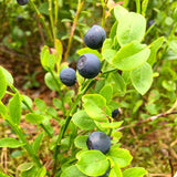 NordicNordic Bilberry Powder 3.2oz